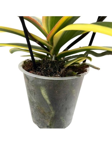 ORCHIDEA PHALAENOPSIS MAGIC LEAF Vaso 12 cm