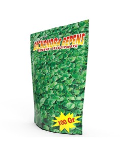DICONDRA REPENS semi prato resistente