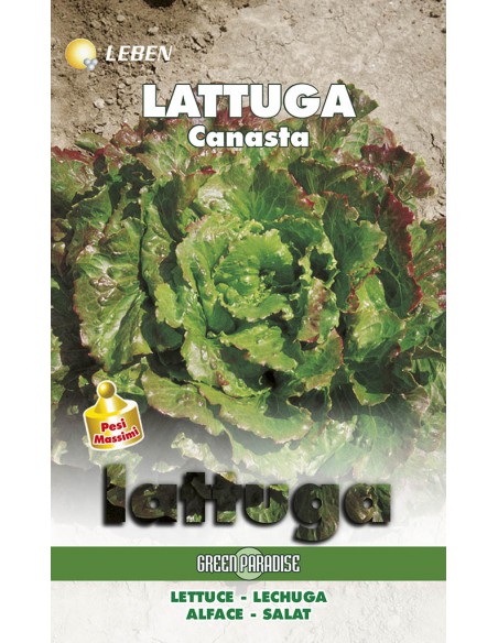 LATTUGA CANASTA  LBM