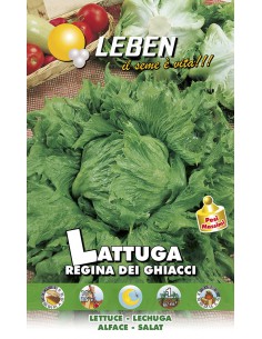 SEMI DI LATTUGA REGINA GHIACCI raccolto abbondante