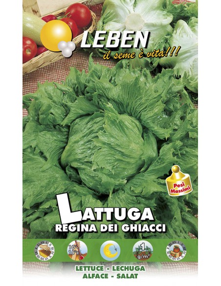 SEMI DI LATTUGA REGINA GHIACCI raccolto abbondante