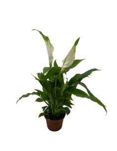 SPATHIPHYLLUM CHOPIN "Giglio della Pace" per il terrarium