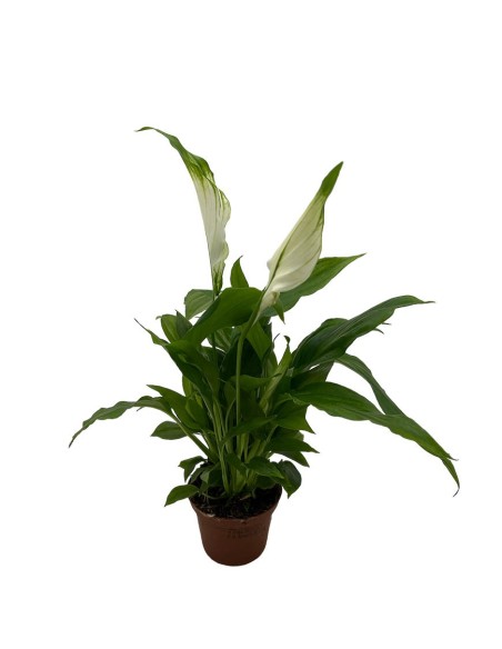SPATHIPHYLLUM CHOPIN "Giglio della Pace" per il terrarium