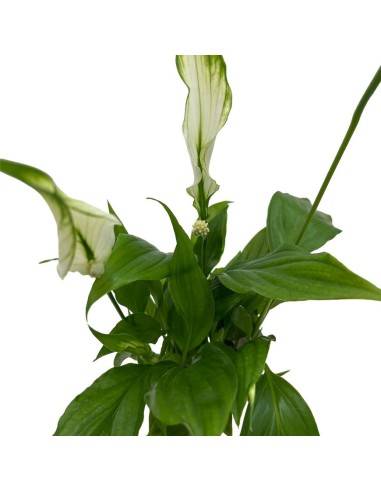 SPATHIPHYLLUM CHOPIN "Giglio della Pace" per il terrarium