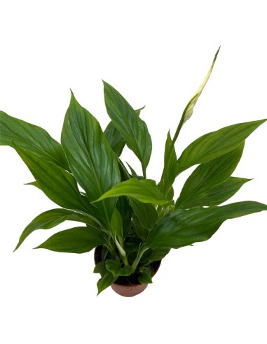 SPATHIPHYLLUM CHOPIN "Giglio della Pace" per il terrarium