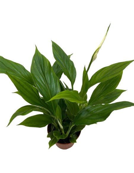 SPATHIPHYLLUM CHOPIN "Giglio della Pace" per il terrarium