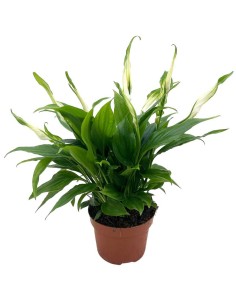 SPATHIPHYLLUM CHOPIN "Giglio della Pace" per il terrarium 2