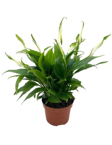 SPATHIPHYLLUM CHOPIN "Giglio della Pace" per il terrarium