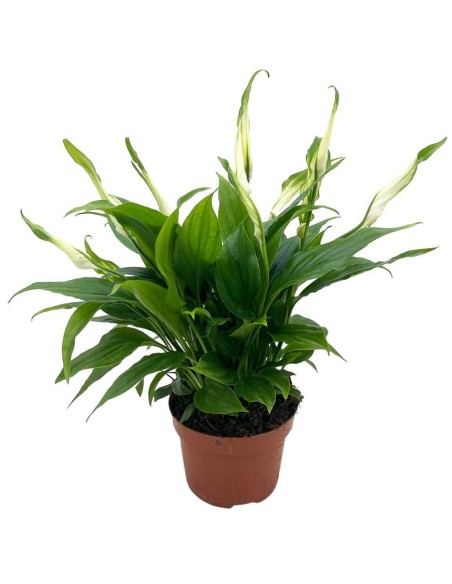 SPATHIPHYLLUM CHOPIN "Giglio della Pace" per il terrarium