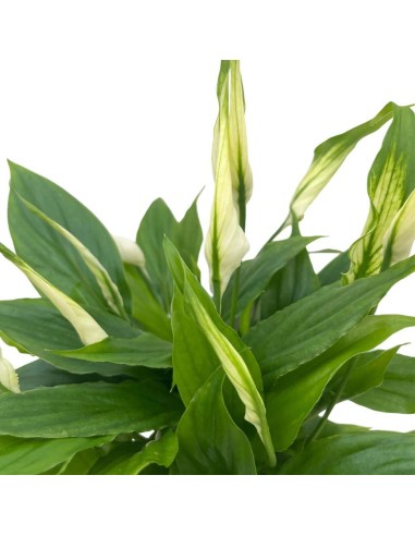 SPATHIPHYLLUM CHOPIN "Giglio della Pace" per il terrarium