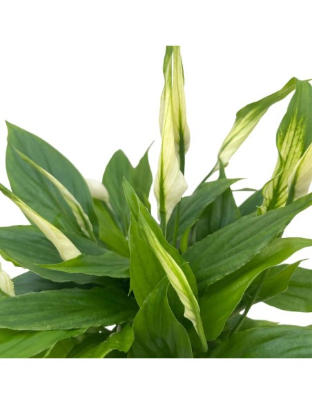 SPATHIPHYLLUM CHOPIN "Giglio della Pace" per il terrarium