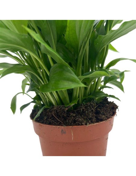 SPATHIPHYLLUM CHOPIN "Giglio della Pace" per il terrarium