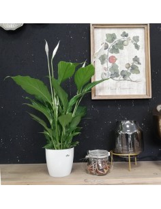 SPATHIPHYLLUM "Giglio della Pace" purifica l'aria di casa