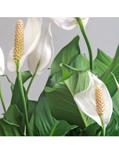 SPATHIPHYLLUM "Giglio della Pace" purifica l'aria di casa 2