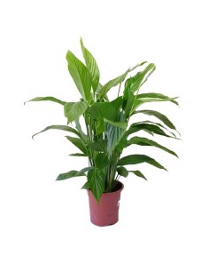 SPATHIPHYLLUM "Giglio della Pace" purifica l'aria di casa 2