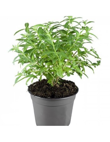 LIPPIA CITRIODORA diametro vaso 14 cm