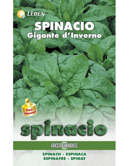SEMI SPINACIO GIGANTE D'INVIERNO foglie croccanti.