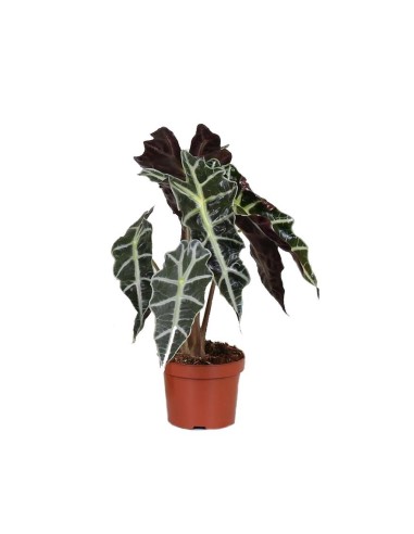 ALOCASIA POLLY  "orecchie d'elefante"  foglie a cuore