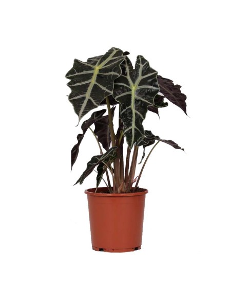 ALOCASIA POLLY  "orecchie d'elefante"  foglie a cuore