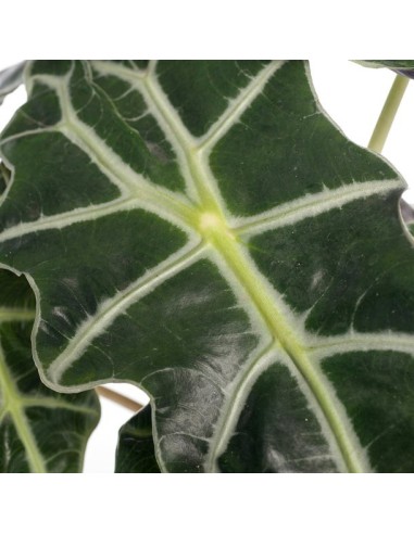 ALOCASIA POLLY  "orecchie d'elefante"  foglie a cuore