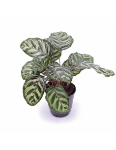CALATHEA MAKOYANA foglie: grandi, ovali. piume di pavone