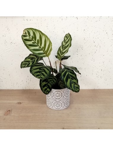 CALATHEA MAKOYANA foglie: grandi, ovali. piume di pavone