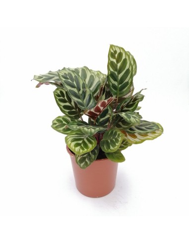 CALATHEA MAKOYANA foglie: grandi, ovali. piume di pavone