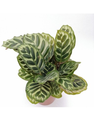 CALATHEA MAKOYANA foglie: grandi, ovali. piume di pavone