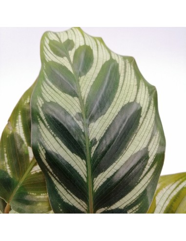 CALATHEA MAKOYANA foglie: grandi, ovali. piume di pavone