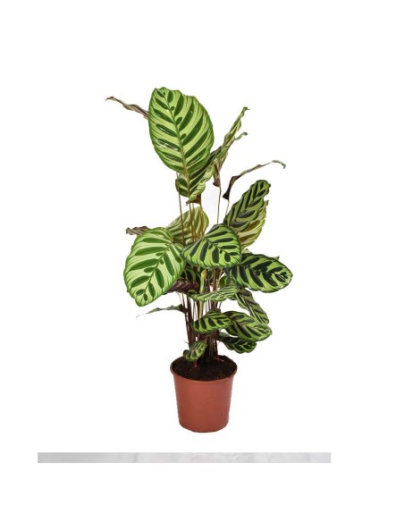 CALATHEA MAKOYANA foglie: grandi, ovali. piume di pavone