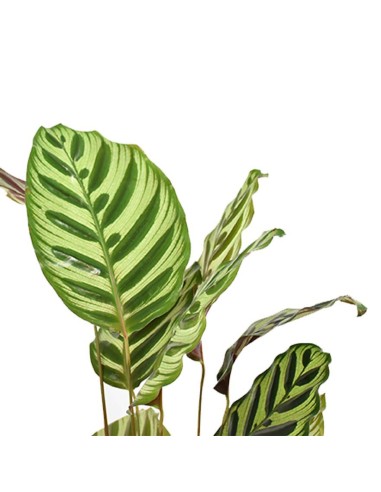 CALATHEA MAKOYANA foglie: grandi, ovali. piume di pavone