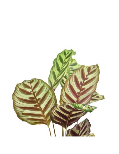 CALATHEA MAKOYANA foglie: grandi, ovali. piume di pavone