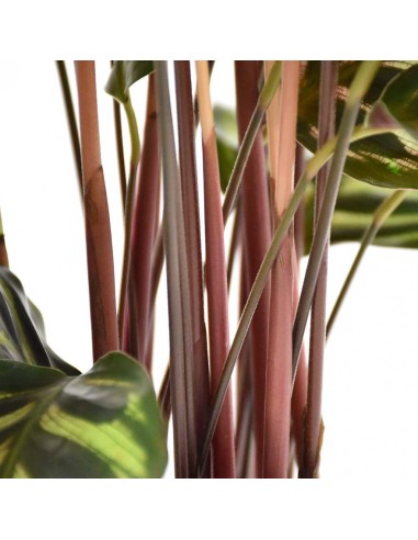 CALATHEA MAKOYANA foglie: grandi, ovali. piume di pavone
