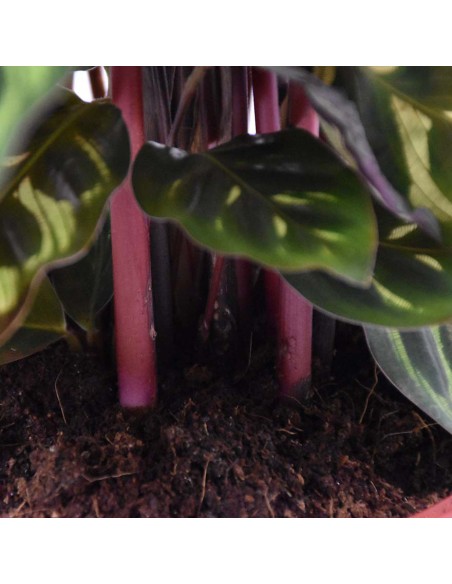 CALATHEA MAKOYANA foglie: grandi, ovali. piume di pavone