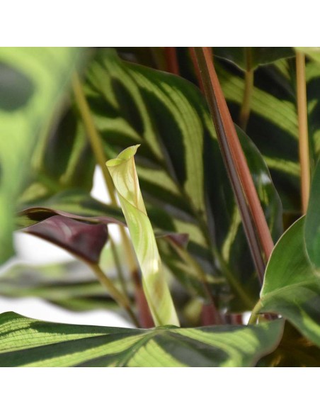 CALATHEA MAKOYANA foglie: grandi, ovali. piume di pavone