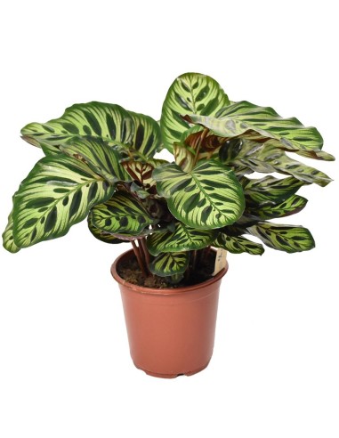 CALATHEA MAKOYANA foglie: grandi, ovali. piume di pavone