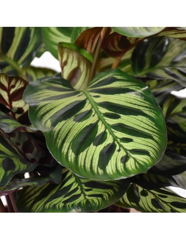 CALATHEA MAKOYANA foglie: grandi, ovali. piume di pavone