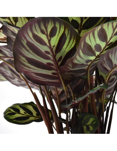 CALATHEA MAKOYANA foglie: grandi, ovali. piume di pavone