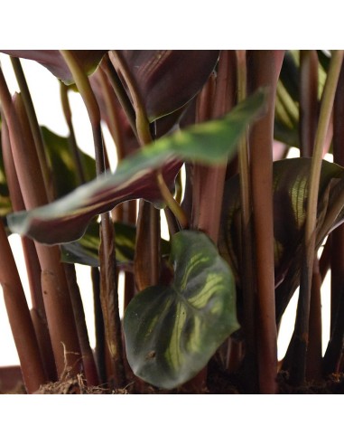 CALATHEA MAKOYANA foglie: grandi, ovali. piume di pavone