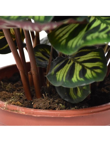 CALATHEA MAKOYANA foglie: grandi, ovali. piume di pavone