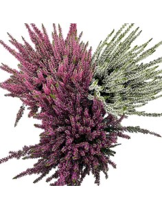 CALLUNA VULGARIS BEAUTY LADY Vaso 12 cm Colori misti 2