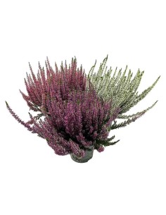 CALLUNA VULGARIS BEAUTY LADY Vaso 12 cm Colori misti