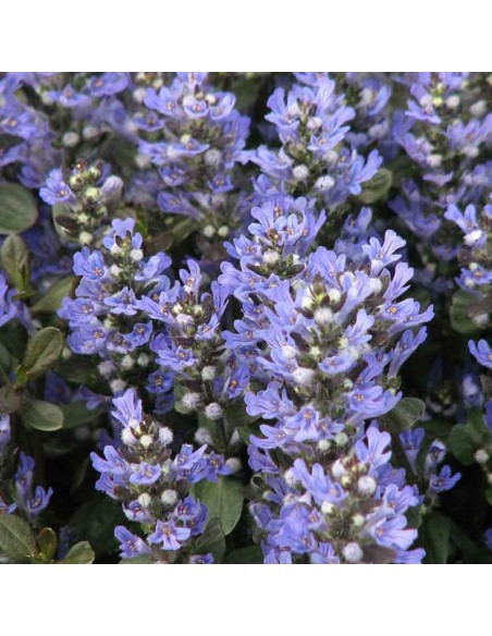 AJUGA REPTANS BLU "erba di San Lorenzo" Vaso 13 cm