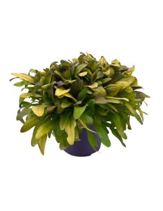 AJUGA REPTANS BLU "erba di San Lorenzo" Vaso 13 cm 2