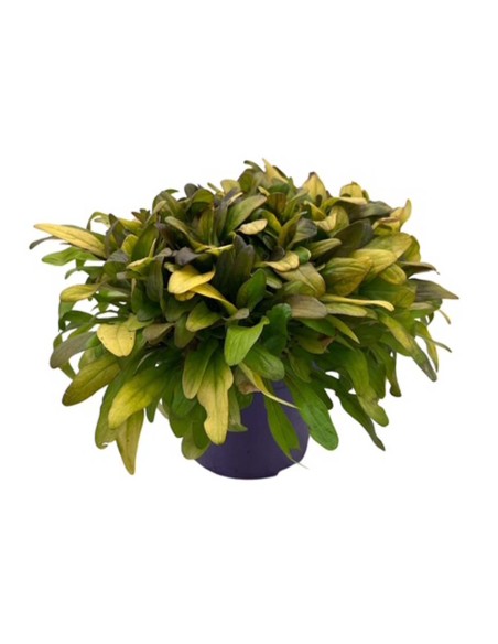 AJUGA REPTANS BLU "erba di San Lorenzo" Vaso 13 cm