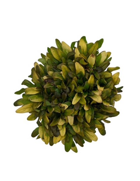 AJUGA REPTANS BLU "erba di San Lorenzo" Vaso 13 cm