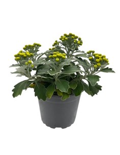 AJANIA PACIFICA "margherita d'argento" Vaso 12 cm