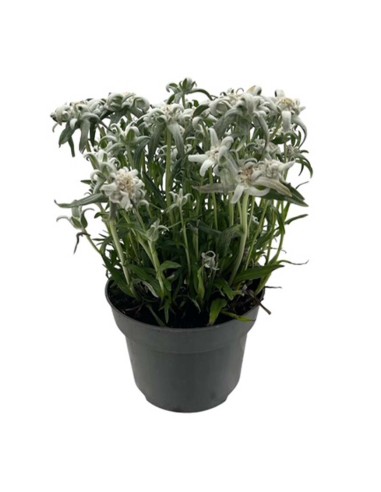 LEONTOPODIUM ALPINUM EVEREST "Stella Alpina" V. 13 cm