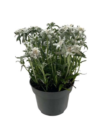 LEONTOPODIUM ALPINUM EVEREST "Stella Alpina" V. 13 cm