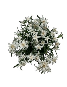 LEONTOPODIUM ALPINUM EVEREST "Stella Alpina" V. 13 cm 2